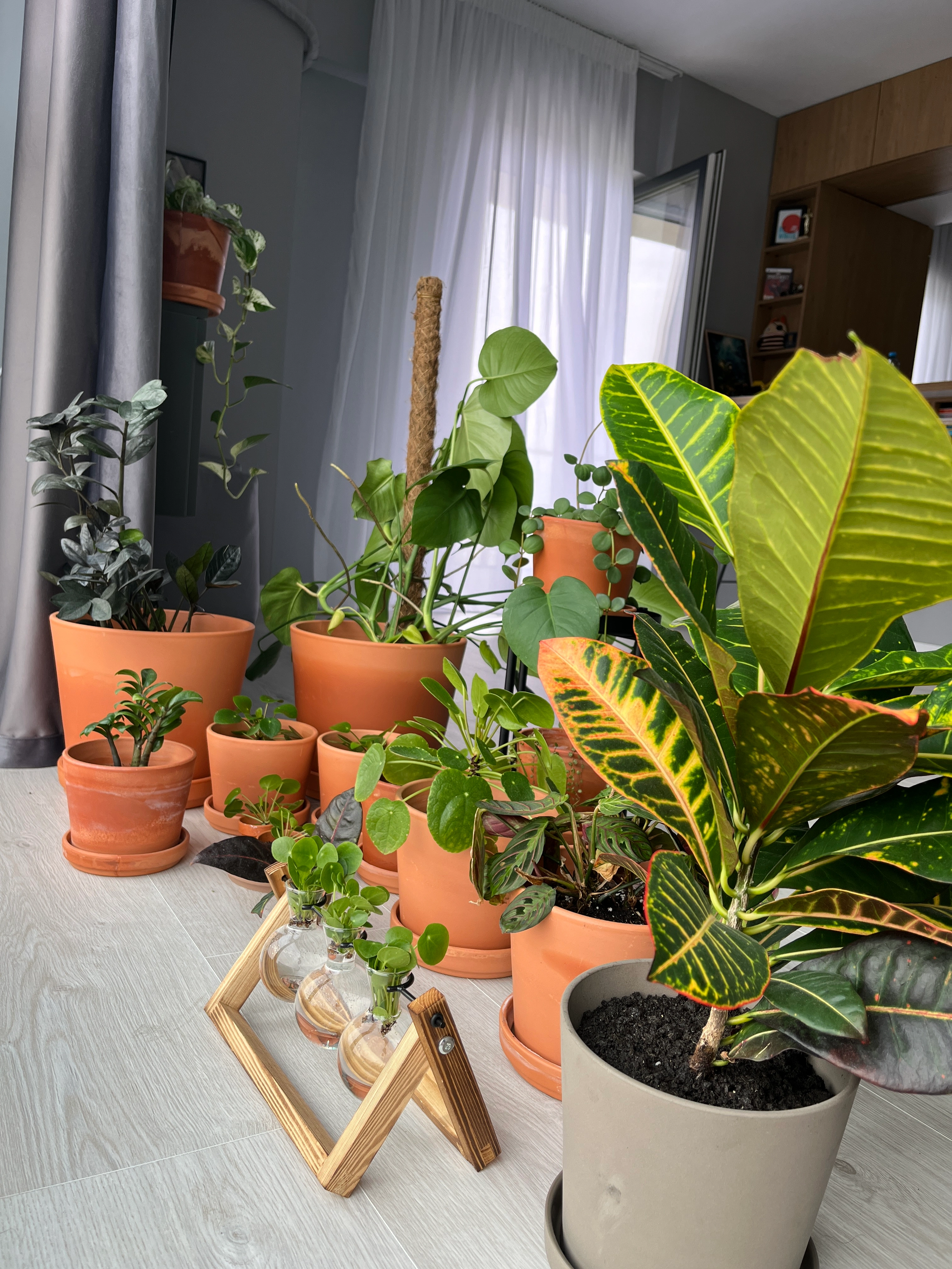 Multe plante diferite
